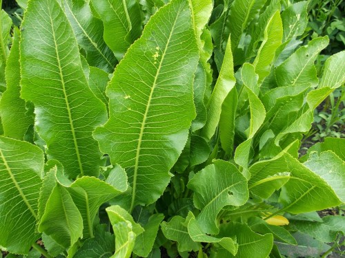 Хрен обыкновенный фото