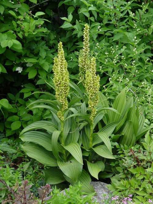 Чемерица Лобеля фото