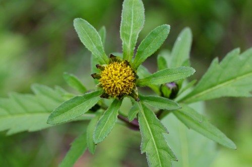 Череда трёхраздельная фото