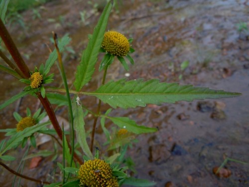 Череда лучистая фото