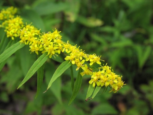 Золотарник обыкновенный фото