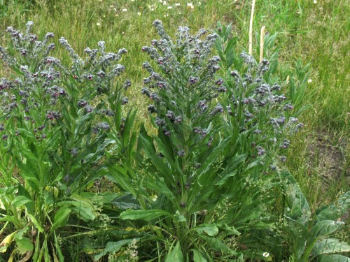 Чернокорень лекарственный фото