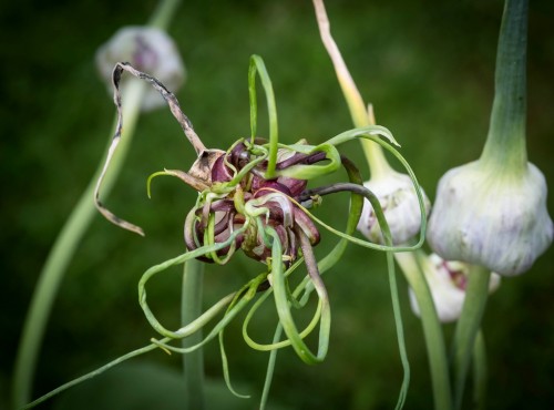 Чеснок посевной  фото