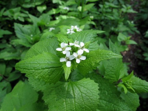 Чесночница черешковая фото