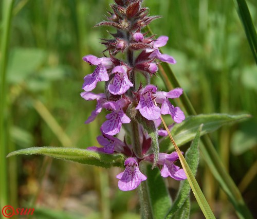 Чистец болотный фото