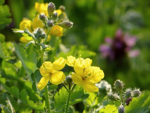 Чистотел большой фото