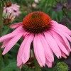 Эхинацея пурпурная фото