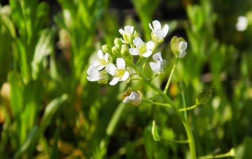 Ярутка полевая фото