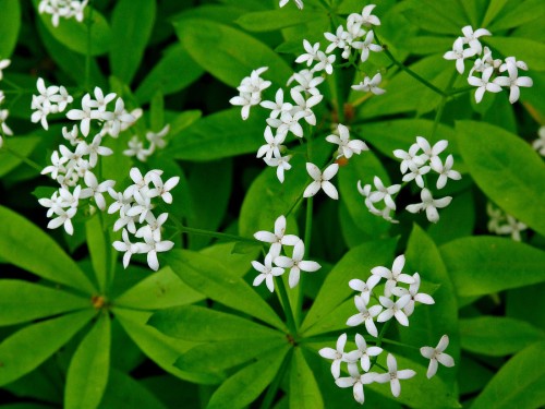 Ясменник пахучий фото