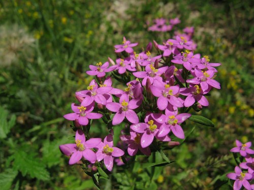 Золототысячник красный фото