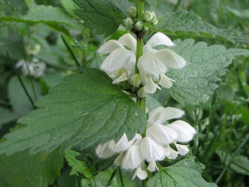 Яснотка белая фото