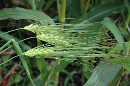 Ячмень обыкновенный фото