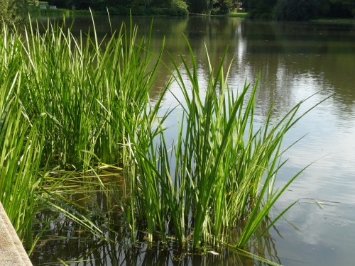 Аир обыкновенный фото