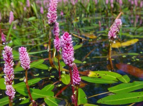 Горец земноводный фото