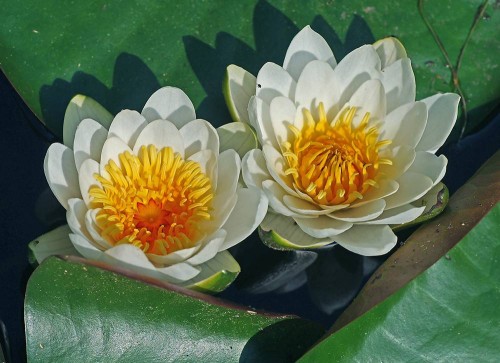 Кувшинка белая фото