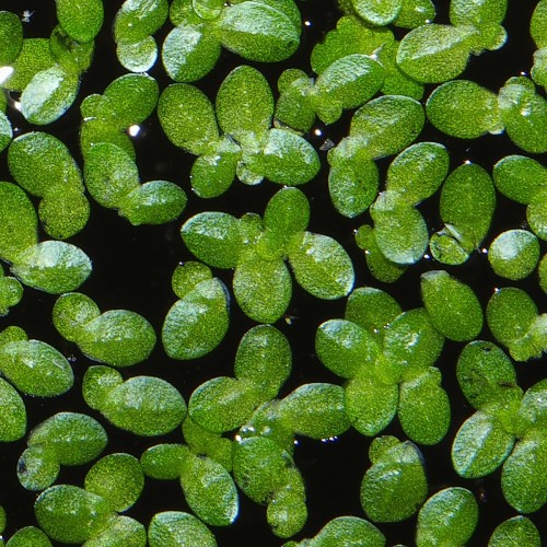 Ряска маленькая фото