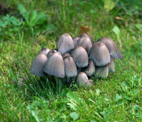 Навозник серый фото