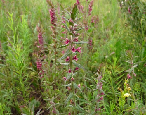 Зубчатка обыкновенная фото