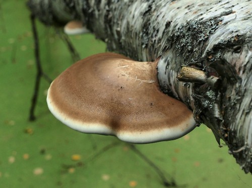 Трутовик березовый фото