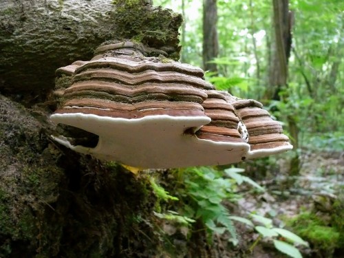 Трутовик плоский фото