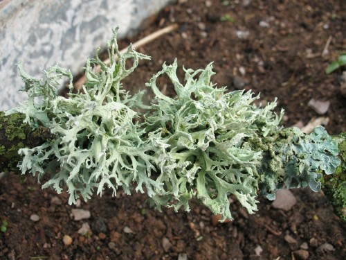 Цетрария исландская фото