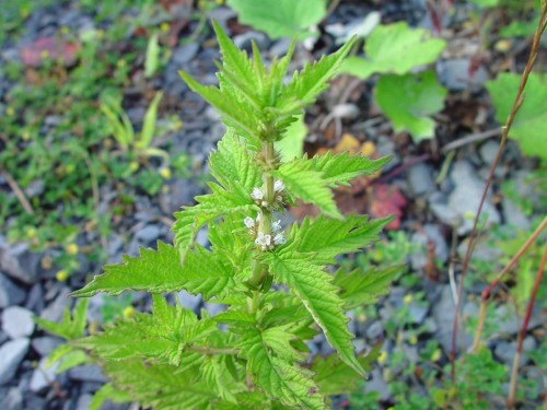 Зюзник европейский фото