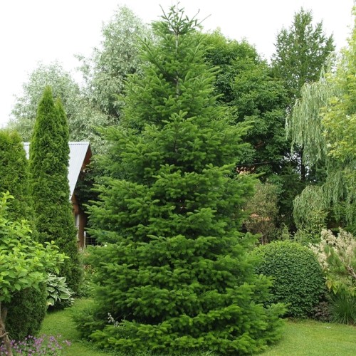 Пихта сибирская фото