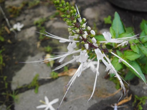 Почечный чай фото