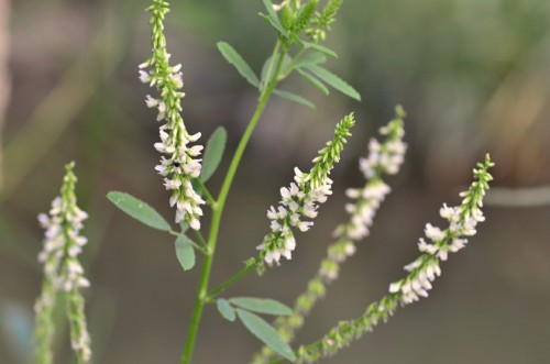 Донник белый фото