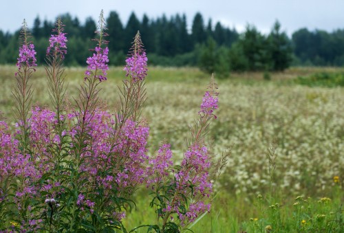 Иван-чай узколистный фото
