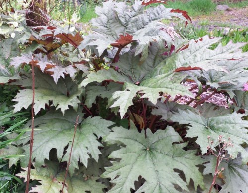 Ревень пальчатый фото