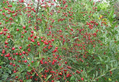 Вишня кустарниковая фото