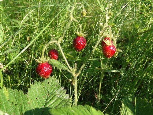 Земляника мускатная фото