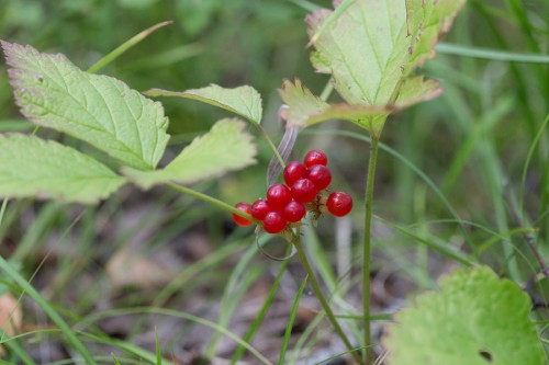 Костяника каменистая фото