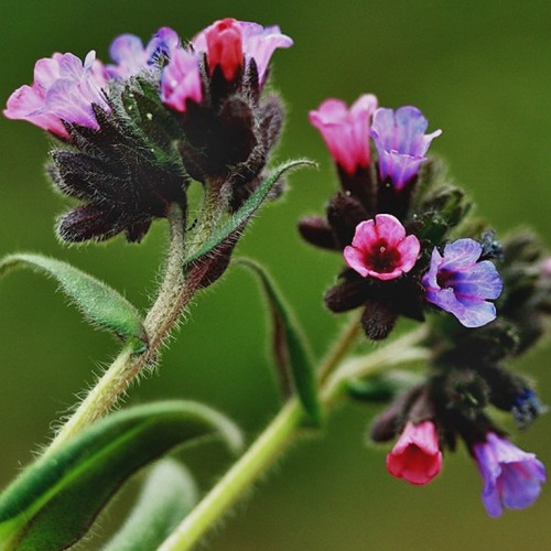 Медуница лекарственная  фото