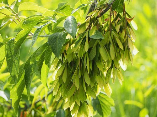 Клен ясенелистный фото