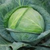 Капуста огородная фото