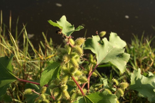 Дурнишник обыкновенный фото