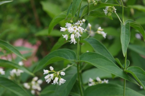 Ластовень ласточкин фото