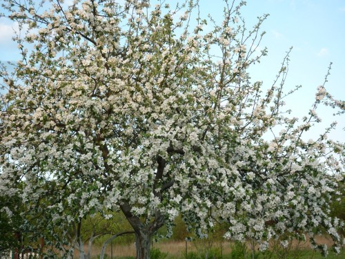 Яблоня лесная фото