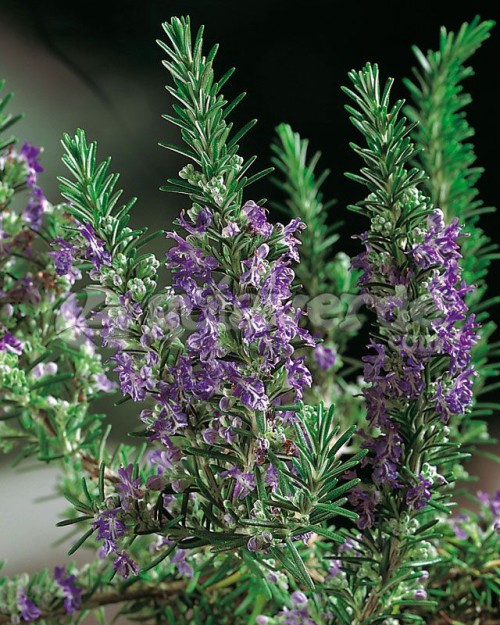 Розмарин обыкновенный фото