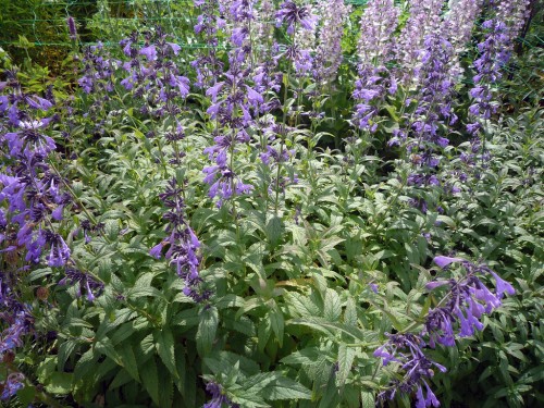 Котовник сибирский фото