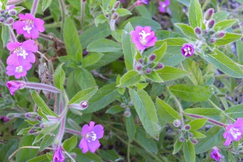 Кипрей мелкоцветковый фото