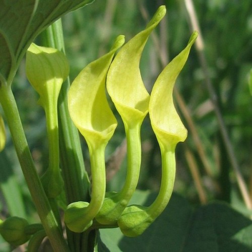 Кирказон обыкновенный фото