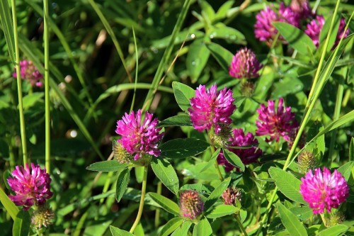 Клевер луговой фото