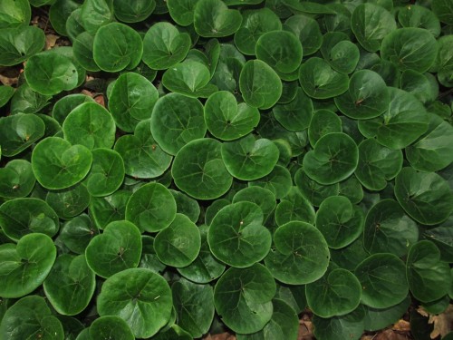 Копытень европейский фото