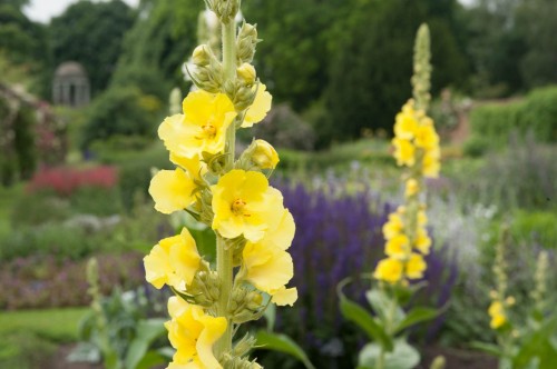 Коровяк густоцветковый фото