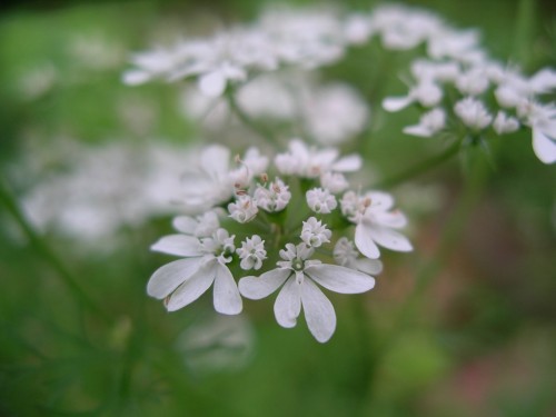 Кориандр посевной фото