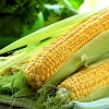 Кукуруза фото