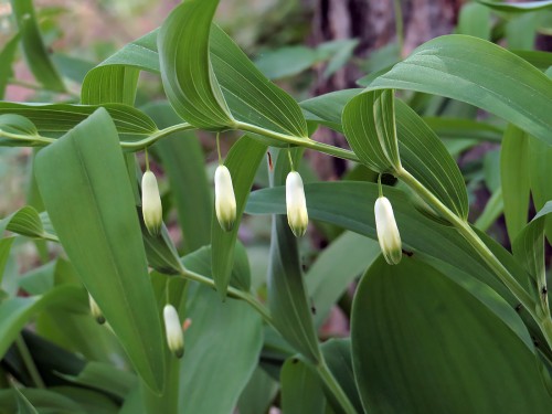 Купена душистая фото